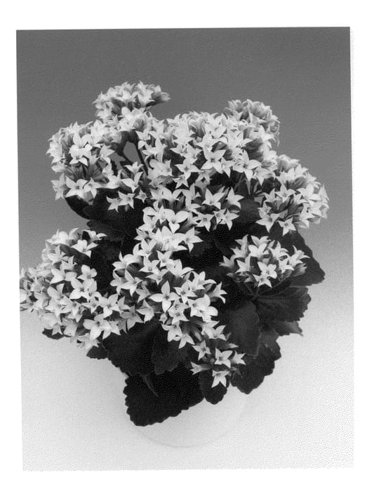 Figure 1 of US plant patent PP20573, the photograph of Abbeta printed in the patent.