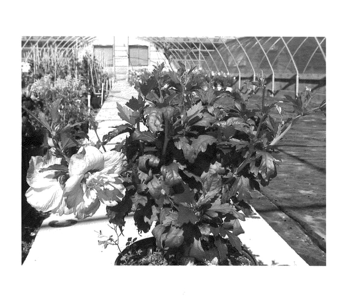 Figure 1 of US plant patent PP20574, the photograph of Notwood3 printed in the patent.
