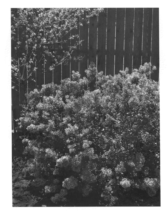 Figure 1 of US plant patent PP20575, the photograph of Penda printed in the patent.