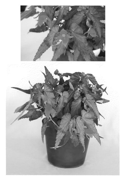 Figure 1 of US plant patent PP20576, the photograph of Innbolora printed in the patent.