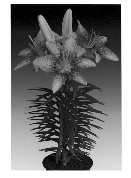 Figure 1 of US plant patent PP20577, the photograph of Tiny Orange Sensation printed in the patent.