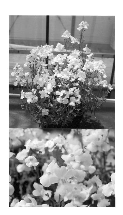 Figure 1 of US plant patent PP20578, the photograph of GG Pearl printed in the patent.