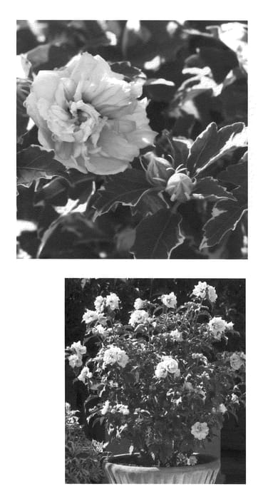 Figure 1 of US plant patent PP20579, the photograph of America Irene Scott printed in the patent.