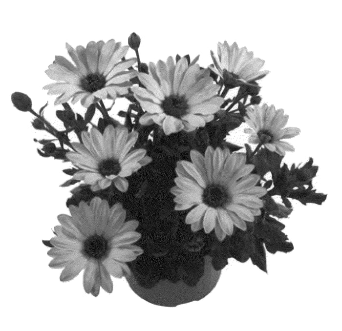 Figure 1 of US plant patent PP20580, the photograph of Fidostlem printed in the patent.