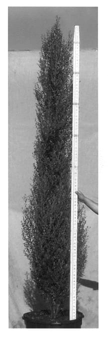 Figure 1 of US plant patent PP20581, the photograph of Scarlet's Peak printed in the patent.