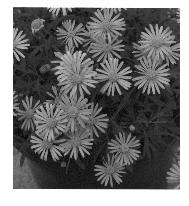 Figure 1 of US plant patent PP20582, the photograph of Enduring Blue printed in the patent.