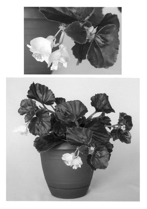 Figure 1 of US plant patent PP20583, the photograph of BEGH 03899 printed in the patent.
