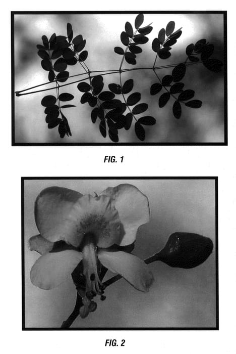 Figure 1 of US plant patent PP20584, the photograph of Mnstamepa printed in the patent.