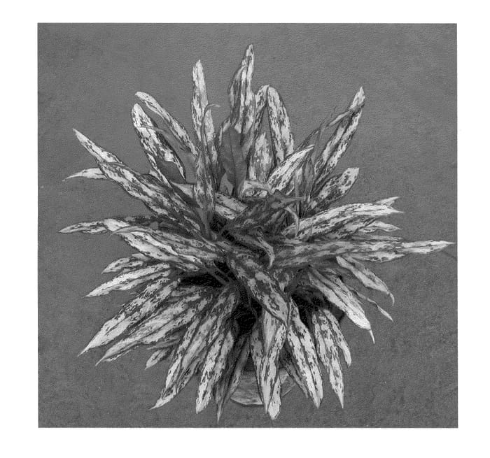 Figure 1 of US plant patent PP20585, the photograph of Lilliput printed in the patent.