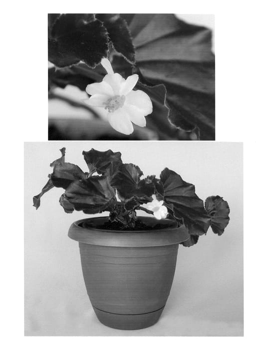 Figure 1 of US plant patent PP20586, the photograph of BEGH 03897 printed in the patent.