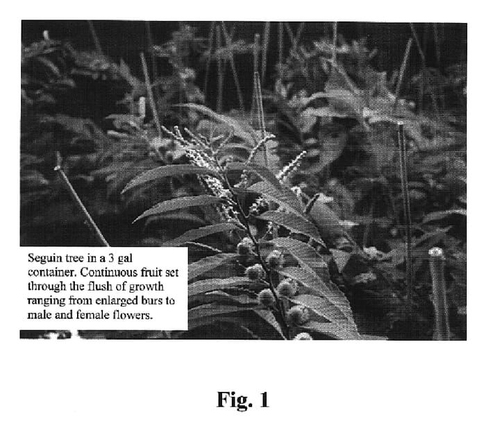 Figure 1 of US plant patent PP20587, the photograph of AU Premier printed in the patent.