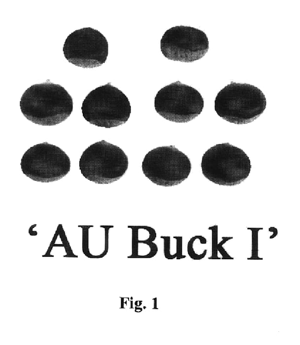 Figure 1 of US plant patent PP20588, the photograph of Au Buck I printed in the patent.