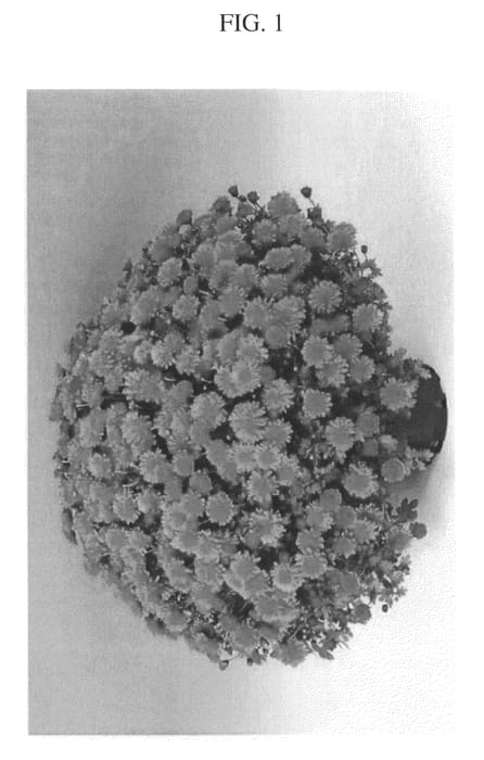 Figure 1 of US plant patent PP20589, the photograph of Zanmuflamin printed in the patent.