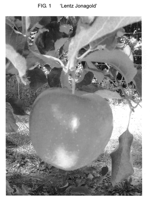 Figure 1 of US plant patent PP20590, the photograph of Lentz Jonagold printed in the patent.