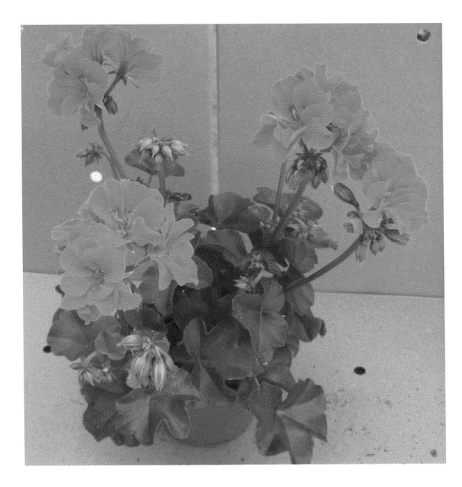 Figure 1 of US plant patent PP20591, the photograph of Fislada printed in the patent.