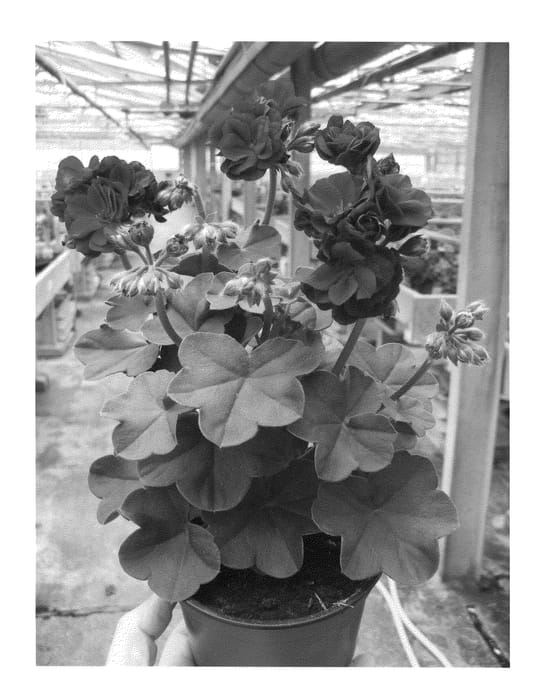 Figure 1 of US plant patent PP20592, the photograph of Fisbildeep printed in the patent.