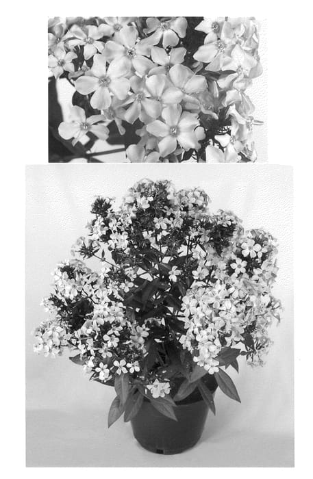 Figure 1 of US plant patent PP20593, the photograph of Ditosmel printed in the patent.