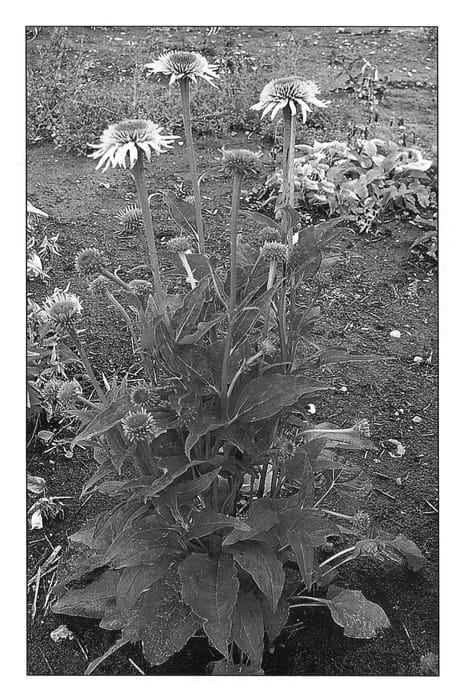 Figure 1 of US plant patent PP20594, the photograph of Milkshake printed in the patent.