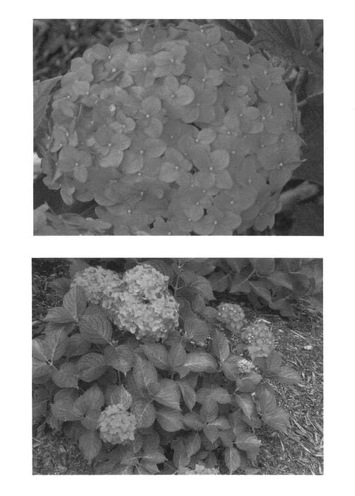 Figure 1 of US plant patent PP20595, the photograph of Sonmarie printed in the patent.