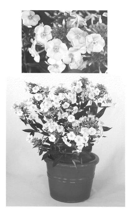 Figure 1 of US plant patent PP20596, the photograph of Ditosse printed in the patent.