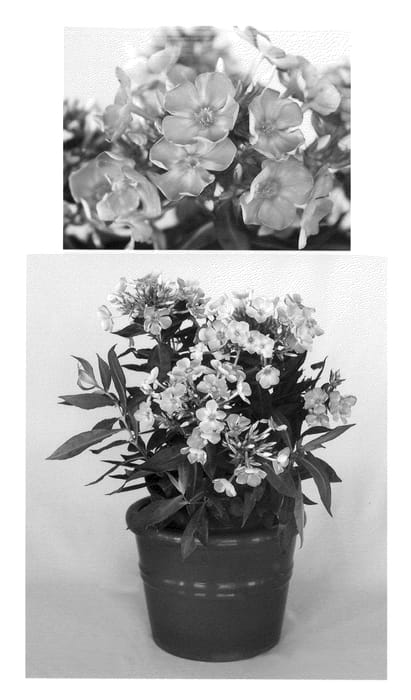Figure 1 of US plant patent PP20597, the photograph of Ditosdre printed in the patent.