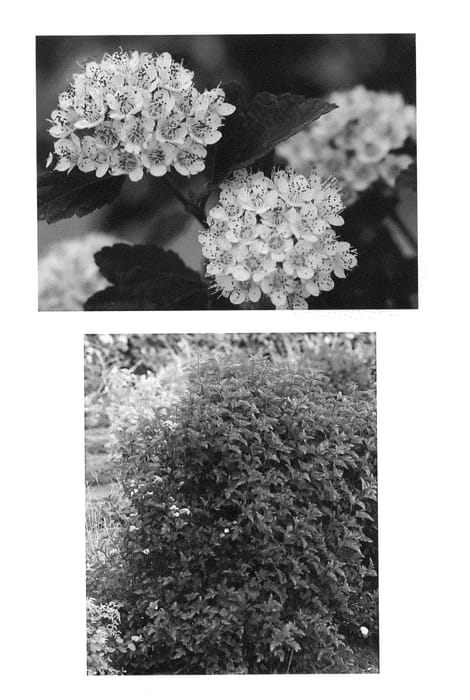 Figure 1 of US plant patent PP20598, the photograph of Tres printed in the patent.
