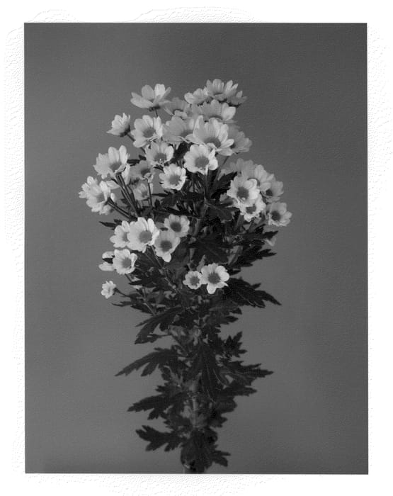 Figure 1 of US plant patent PP20599, the photograph of Dekringa Yellow printed in the patent.