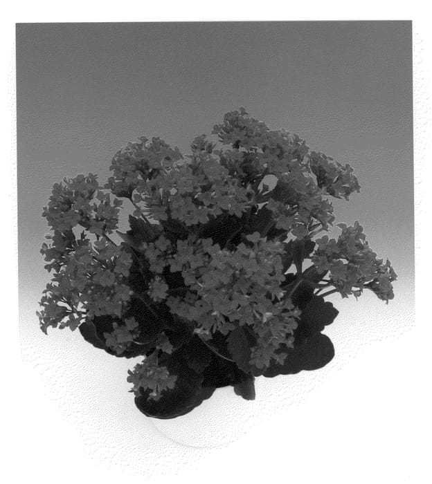 Figure 1 of US plant patent PP20600, the photograph of Abalpha printed in the patent.