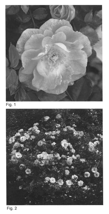 Figure 1 of US plant patent PP20601, the photograph of Hormeteoric printed in the patent.