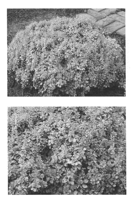 Figure 1 of US plant patent PP20602, the photograph of Talago printed in the patent.