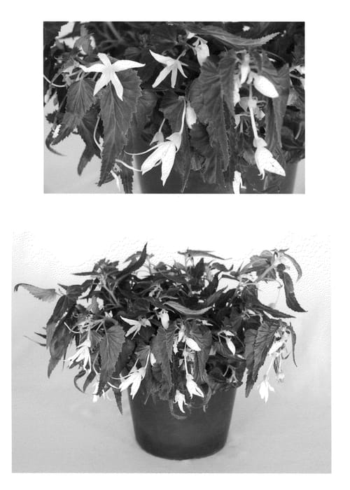 Figure 1 of US plant patent PP20603, the photograph of Innbolwhi printed in the patent.