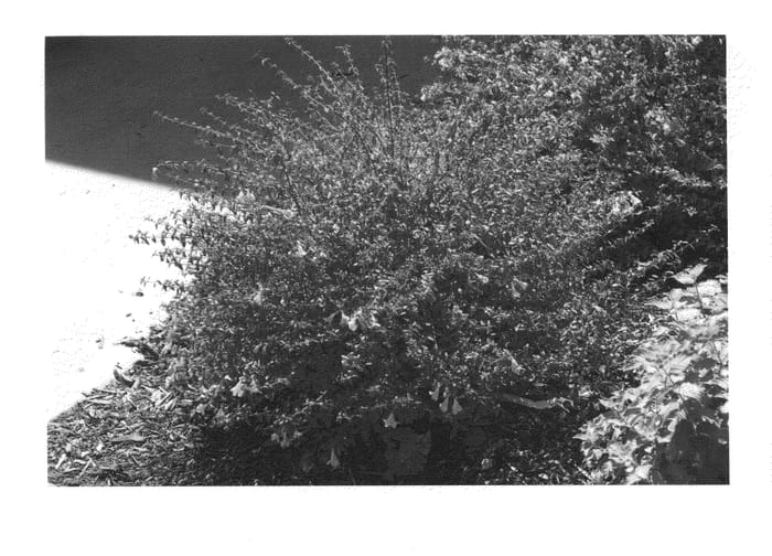 Figure 1 of US plant patent PP20604, the photograph of Lynn printed in the patent.