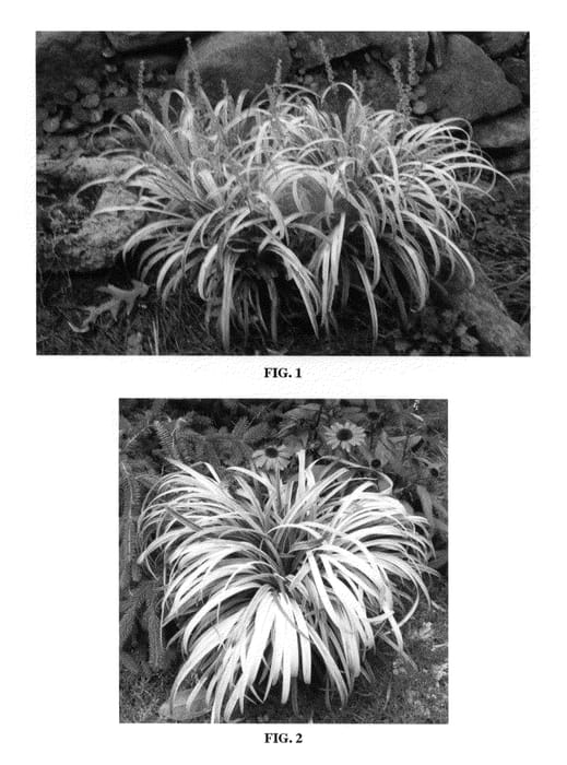 Figure 1 of US plant patent PP20605, the photograph of Sno Cone printed in the patent.