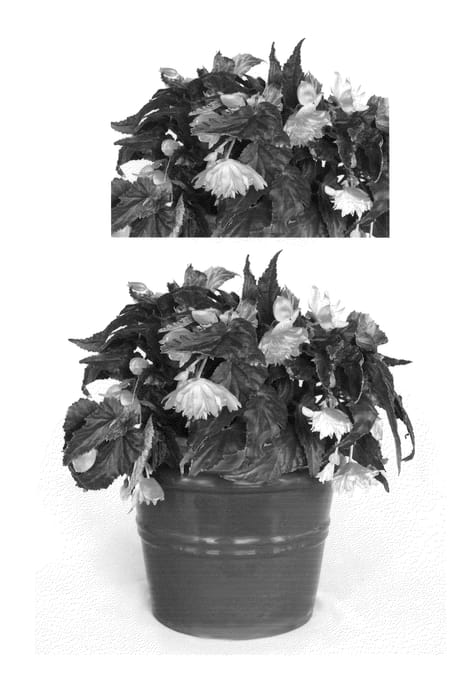 Figure 1 of US plant patent PP20606, the photograph of Innbellpea printed in the patent.