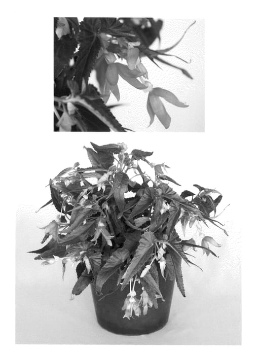 Figure 1 of US plant patent PP20607, the photograph of Innbolpink printed in the patent.