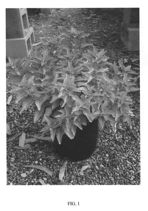Figure 1 of US plant patent PP20608, the photograph of LISAURA printed in the patent.