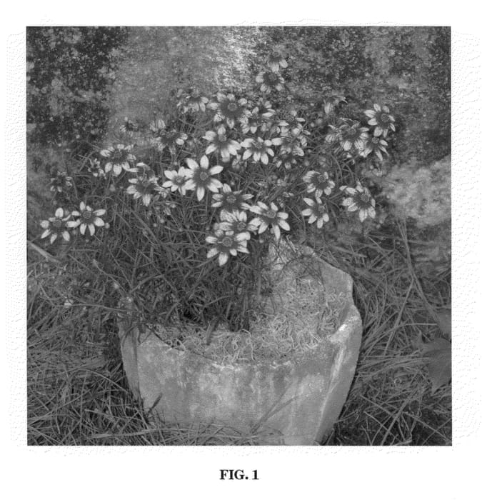 Figure 1 of US plant patent PP20609, the photograph of Route 66 printed in the patent.