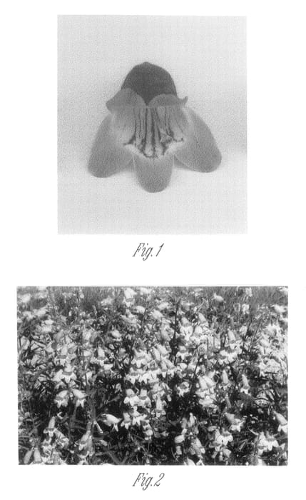 Figure 1 of US plant patent PP20610, the photograph of Sweet Joanne printed in the patent.