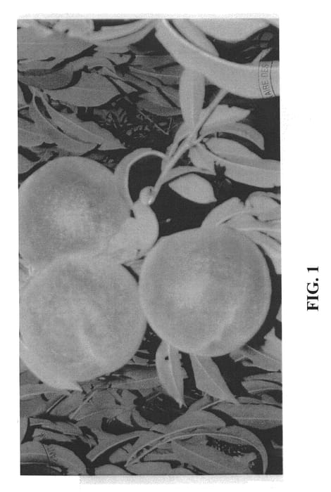 Figure 1 of US plant patent PP20611, the photograph of Juliepretty printed in the patent.