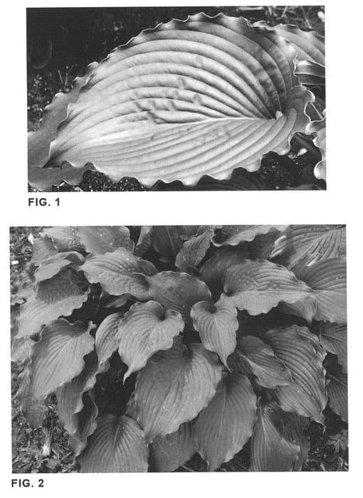Figure 1 of US plant patent PP20612, the photograph of Clovelly printed in the patent.