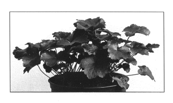 Figure 1 of US plant patent PP20613, the photograph of Blackout printed in the patent.