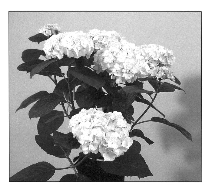 Figure 1 of US plant patent PP20614, the photograph of Magical Pearl printed in the patent.