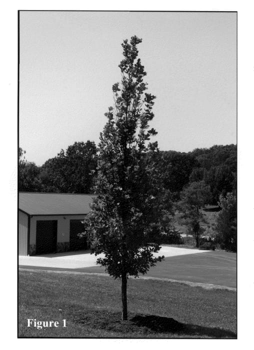 Figure 1 of US plant patent PP20615, the photograph of Adeline printed in the patent.