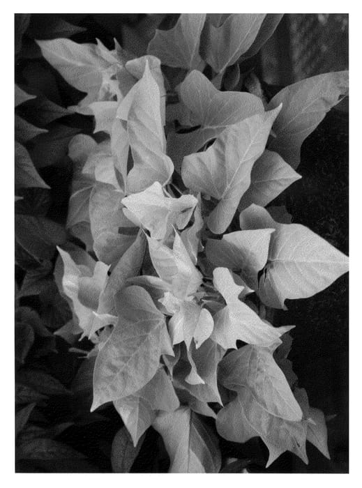 Figure 1 of US plant patent PP20616, the photograph of Seki Lim printed in the patent.