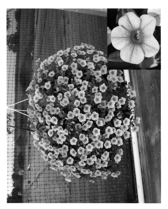 Figure 1 of US plant patent PP20617, the photograph of Cal Mang printed in the patent.
