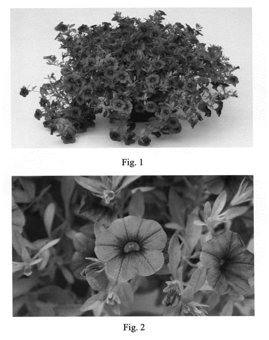 Figure 1 of US plant patent PP20618, the photograph of Sakcal097 printed in the patent.