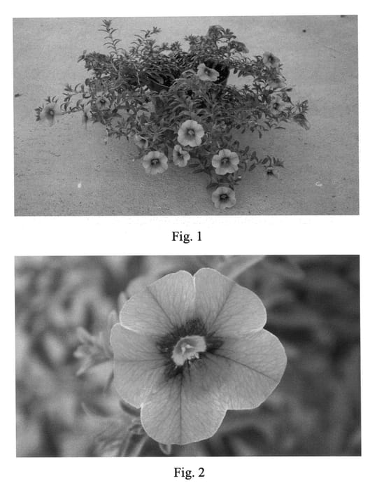 Figure 1 of US plant patent PP20619, the photograph of SAKCAL096 printed in the patent.