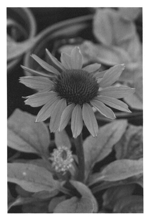 Figure 1 of US plant patent PP20620, the photograph of Conevin printed in the patent.