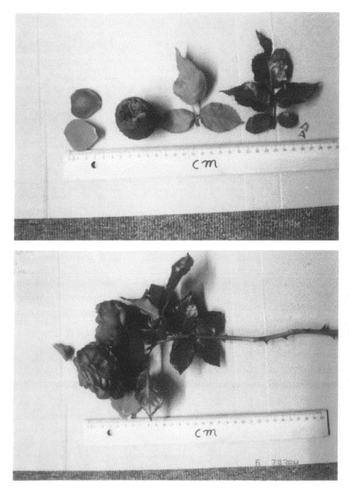 Figure 1 of US plant patent PP20621, the photograph of TAN01360 printed in the patent.