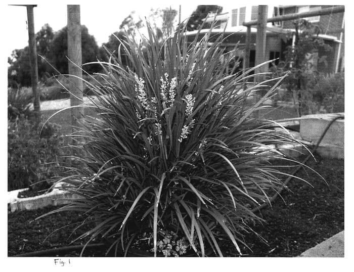 Figure 1 of US plant patent PP20622, the photograph of LIRF printed in the patent.
